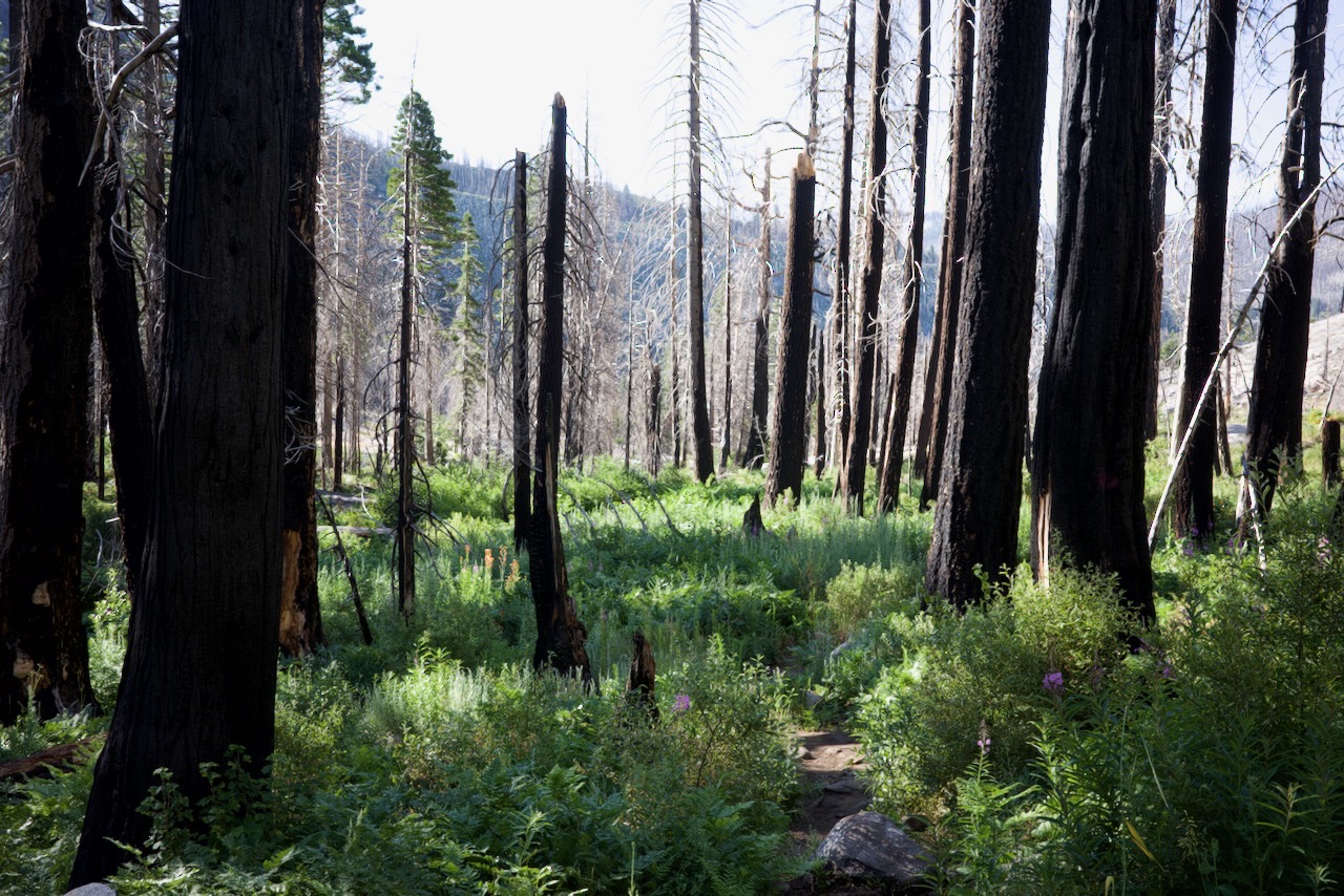 Fern forest near Pyramid Creek