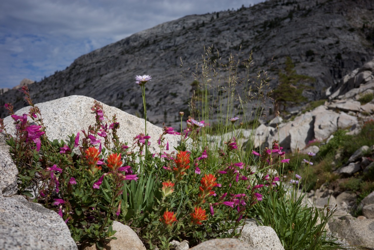 Wildflowers